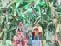 Antisocial elements ruined banana crop 