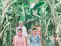 Antisocial elements ruined banana crop 