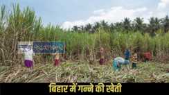 Bihar sugarcane production
