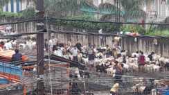  mutton and chicken