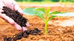 Bihar News : बिहार में प्राकृतिक खेती को बढ़ावा दे रही राज्य सरकार, 50 हज़ार से अधिक किसान हुए लाभान्वित, अहम भूमिका निभा रही 800 कृषि सखियाँ  