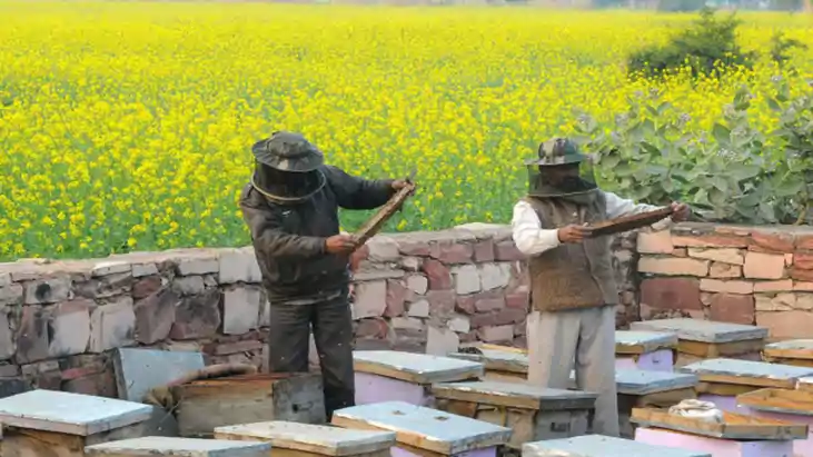 Bihar News : बिहार की मीठी सफलता ! 10 वर्षों में 177% बढ़ा शह