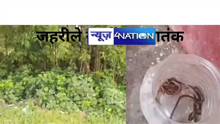 ﻿जहरीले सांपों का आतंक, स्कूल परिसर में तीन दिन में निकले ती