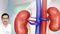  kidney 