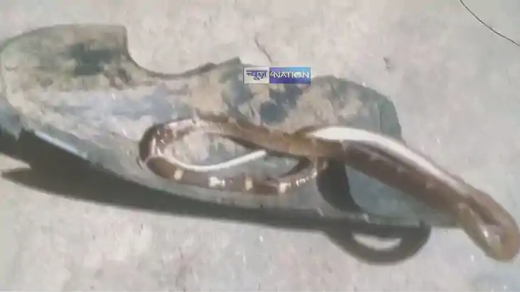 9 Snakebite Cases in 4 Hours Trigger Alarm in Nawada