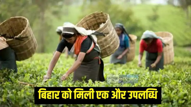 चाय उत्पादन चाय उत्पादन