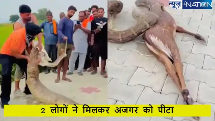नीलगाय के बछड़े को बचाने के लिए  2 लोगों ने अजगर को पीटा, वी
