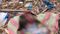 Patna Newborn  Body Found in Garbage