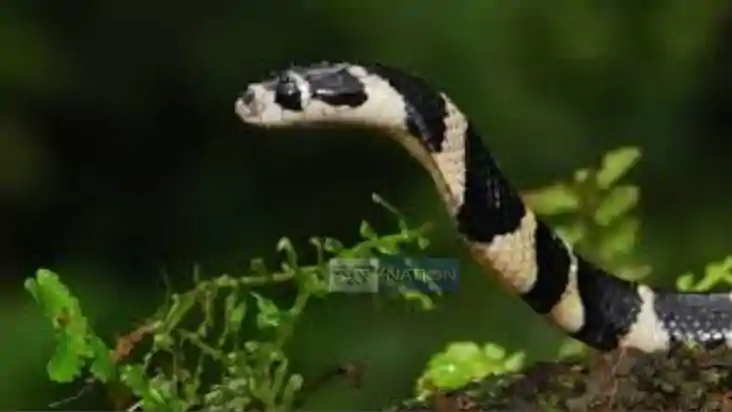 Snake bite