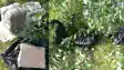 ganja recovered in Madhubani