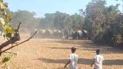 Elephants rampage in Hazaribagh 7 trampled in two villages 4 members of the same family died