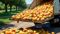 mangoes loaded truck overturns