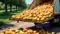 mangoes loaded truck overturns