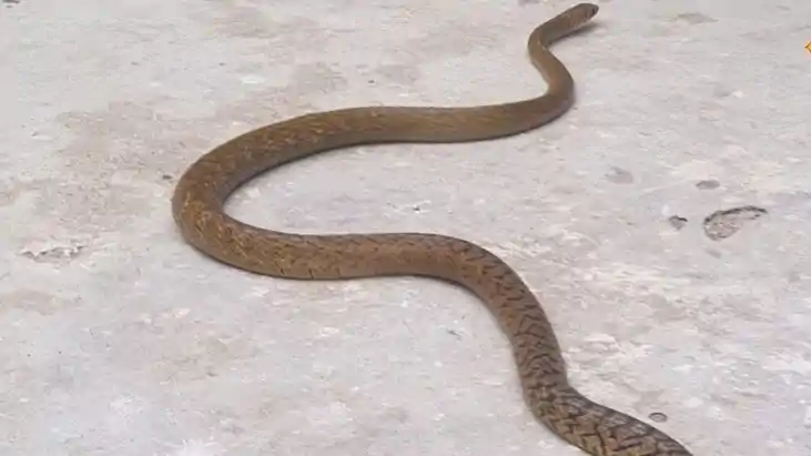 Bihar News : पूर्णिया में माँ के साथ सोई बेटियों को सांप ने Bihar News : पूर्णिया में माँ के साथ सोई बेटियों को सांप ने