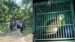 Bihar News: दो किसानों की जान लेने वाले बाघ का सफल रेस्क्यू , दो हफ्तों की मुहिम के बाद वन विभाग को मिली बड़ी कामयाबी