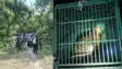 Bihar News: दो किसानों की जान लेने वाले बाघ का सफल रेस्क्यू , दो हफ्तों की मुहिम के बाद वन विभाग को मिली बड़ी कामयाबी