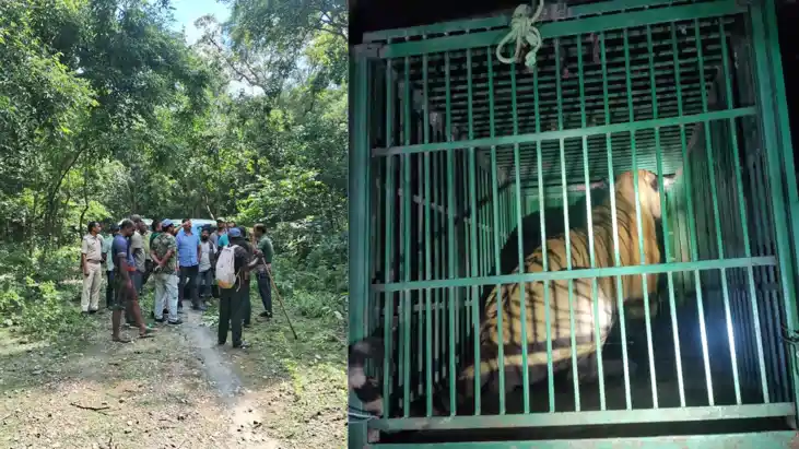 Bihar News: दो किसानों की जान लेने वाले बाघ का सफल रेस्क्यू 