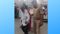 पटना पुलिस की सराहनीय पहल, यातायात संभालने के साथ एसआई बुजुर्गों की करते दिखे मदद