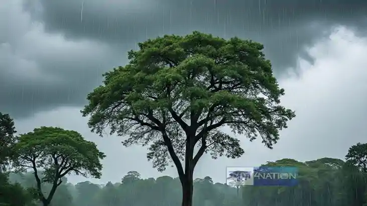 बारिश बारिश