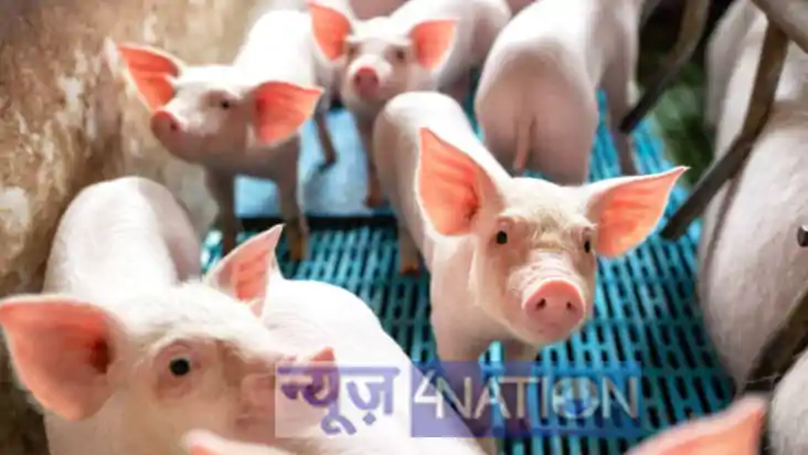 Muzaffarpur pigs stolen