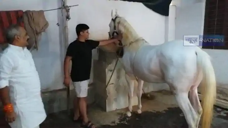 gaya horse
