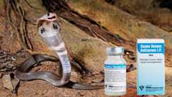 Snakebite -दो घंटे में लगाए 76 इंजेक्शन, कोबरा के शिकार किशोर को बचाने के लिए डॉक्टर ने झौंकी पूरी ताकत, जानें फिर क्या हुआ