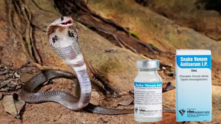 Snakebite -दो घंटे में लगाए 76 इंजेक्शन, कोबरा के शिकार किशो