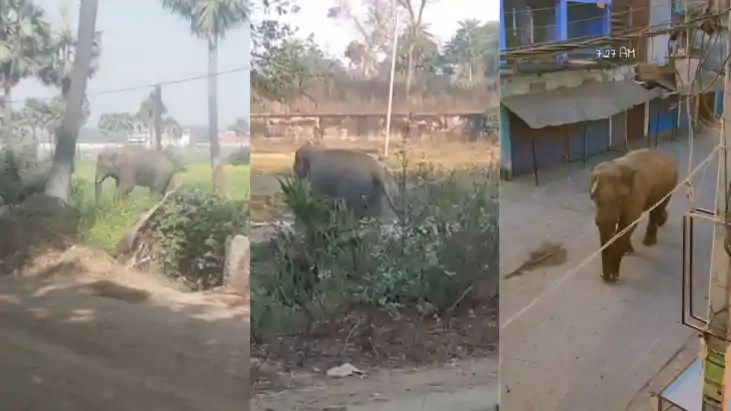 Gayaji News : झारखंड के जंगलों से भटककर बाराचट्टी पहुंचा जंग