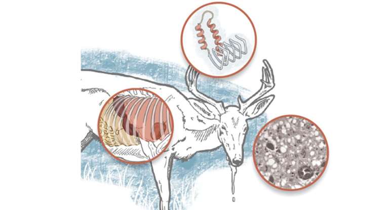 Zombie Deer Disease