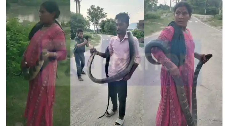 10 feet cobra snake rescue woman janaki devi 
