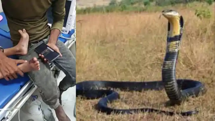 snake bite in Katihar