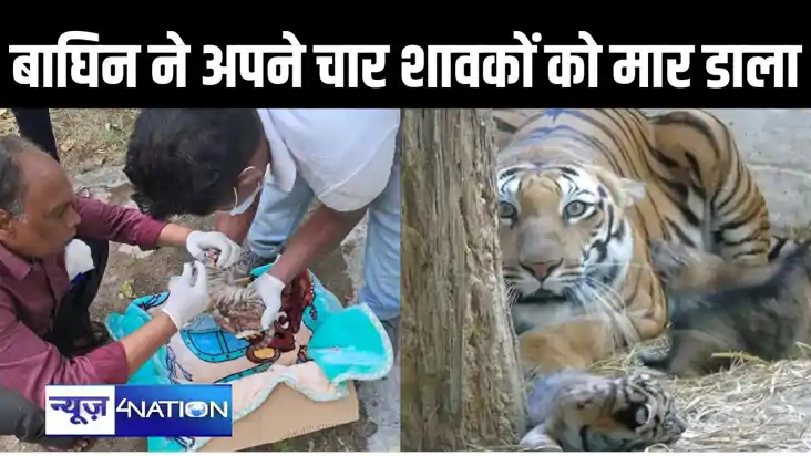 अपने ही चार शावकों पर लेट गई गौरी बाघिन, दम घुटने से चारों क