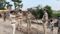 IG Vikas Vaibhav Issues Strict Warning to Sand Mafia in Bihar