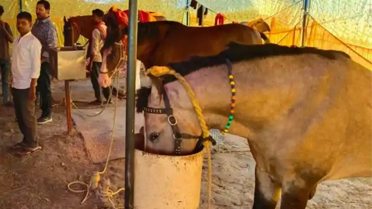 सोनपुर मेले में AK-56, थार और बाबर घोड़ों की धूम