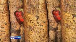  idol of Shani Dev emerged from the Peepal tree