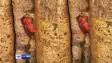  idol of Shani Dev emerged from the Peepal tree