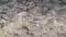 50 Quintals of Banned Mangur Seized in Katihar 3 Detained