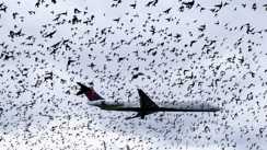 Birds Force IndiGo Flight to Divert From Patna to Varanasi