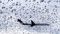 Birds Force IndiGo Flight to Divert From Patna to Varanasi