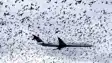 Birds Force IndiGo Flight to Divert From Patna to Varanasi