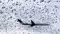 Birds Force IndiGo Flight to Divert From Patna to Varanasi