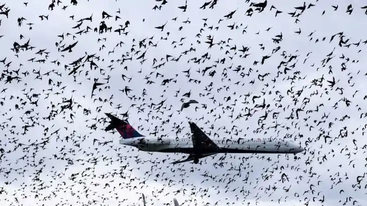 Birds Force IndiGo Flight to Divert From Patna to Varanasi