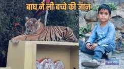 Tiger Attack - परिवार के साथ मंदिर आए बच्चे को उठाकर ले गया बाघ, शव मिलने के बाद  श्रद्धालुओं में मचा हड़कंप