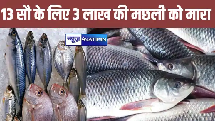 BIHAR NEWS: उधार के 13 सौ रुपए के लिए 3 लाख की मछलियों को मा