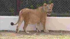 पटना जू में दहाड़ेंगी राजगीर की शेरनियां: वन्यजीव अदला-बदली के तहत नालंदा से आईं दो मादा शेर, 'पार्वती' राजगीर रवाना