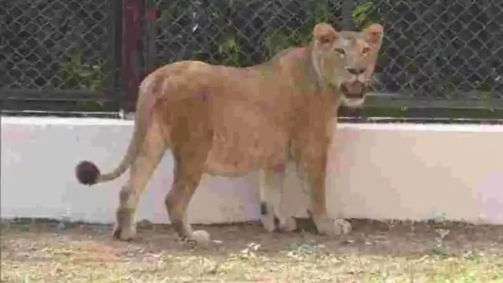 पटना जू में दहाड़ेंगी राजगीर की शेरनियां: वन्यजीव अदला-बदली 