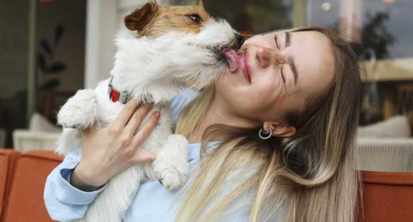 Pet dog licking face