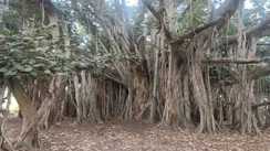 preserve old trees as heritage - सैकड़ों साल पुराने पेड़ों को विरासत के रूप में संरक्षित करेगी बिहार सरकार, इनमें 500 साल पुराना पेड़ भी शामिल, जानें कहां है