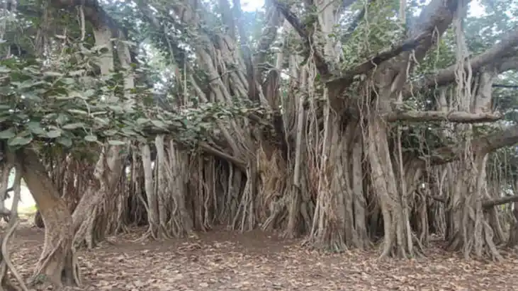 preserve old trees as heritage - सैकड़ों साल पुराने पेड़ों क preserve old trees as heritage - सैकड़ों साल पुराने पेड़ों क