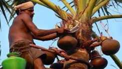 Bihar Sells Over 32 Lakh Litres of Neera This Season
